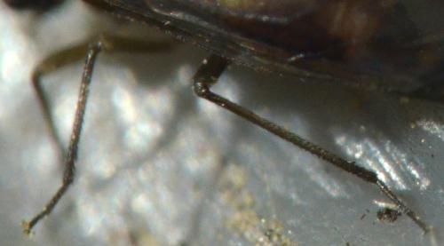 Réf. 181 551 : Elipsocus hyalinus